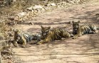 INDIA RANTHAMBORE